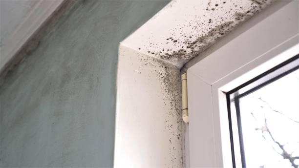 Why You Should Choose Our Mold Remediation Services in Fox Farm College, WY